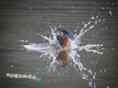 -南国桃园旅游度假区