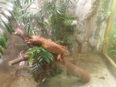 -上海大自然野生昆虫馆(东方明珠·爬宠昆虫探索中心)