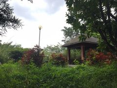 -广东花都湖国家湿地公园
