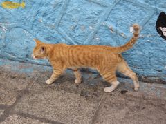 -猫咪博物馆(顶澳仔猫街店)