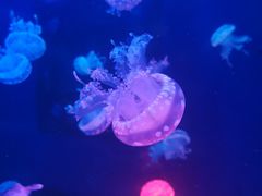 -梦幻海洋王国(吾悦广场张家港店)