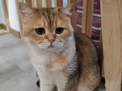 -柴迷FANS CLUB·柴犬狗咖·猫咖