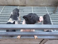 -北京鹿世界主题园