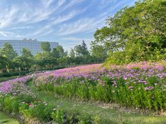 -春花秋色城市公园