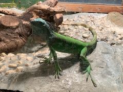 -上海大自然野生昆虫馆(东方明珠·爬宠昆虫探索中心)