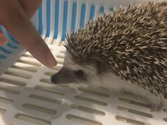 -藦茜花园宠物主题亲子互动体验馆(国顺东路店)