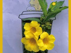 -大口九(东方广场店)