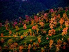 -无量山自然风景保护区