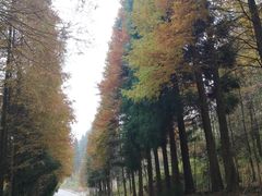 -山王坪喀斯特国家生态公园