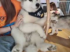 -Husky Go! 哈士奇体验馆·宠物咖啡厅狗咖