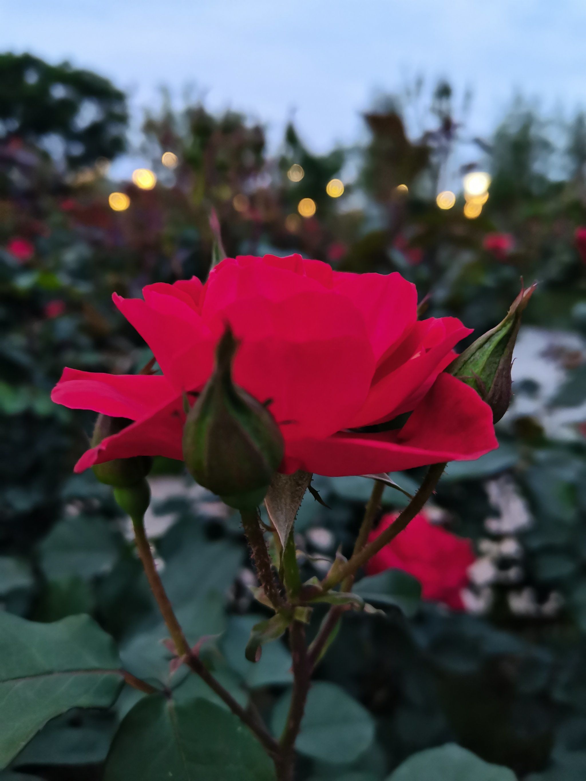 一路繁花盛开,一路芬芳,如你的生活像花一样