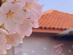 -高东镇樱花园