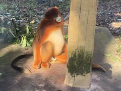 -贵州森林野生动物园