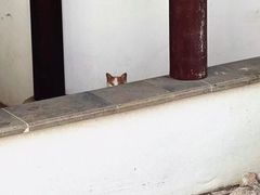 -东山雕花楼
