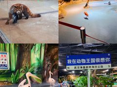 -海合安武汉极地海洋公园