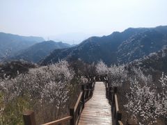 -大岭沟猕猴桃谷风景区