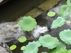 -诗莉莉·厚德堂私房菜