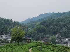 -龙井村