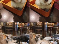 -more than meow吴止猫主题餐厅(承德 中船汇店)