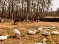 -北京野生动物园