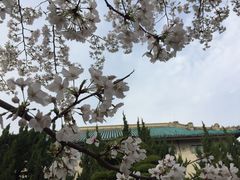 -武汉大学-樱园