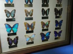 -上海昆虫博物馆