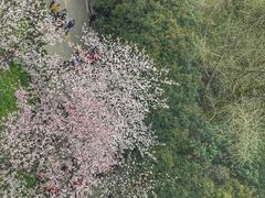 -武汉大学-樱园