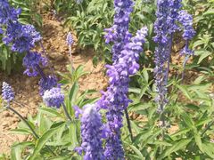 -北京东方普罗旺斯薰衣草庄园