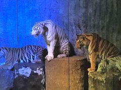 -清迈夜间动物园