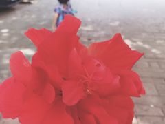 -红树湾小区