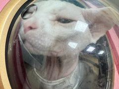 -美联众合动物医院·24h转诊中心