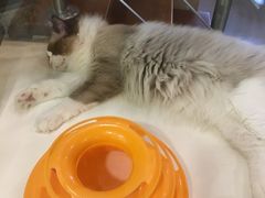 -十年猫舍·猫咪专门店(普陀店)