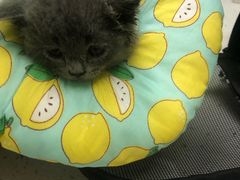 -瑞鹏宠物医院