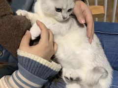 -东方名猫馆·英短金渐层布偶猫舍(环线广场1号楼店)