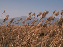 -野鸭湖国家湿地公园