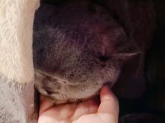 -猫小院猫主题咖啡厅(北锣店)