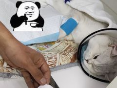 -宠颐生动物医院·心脏科·保险定点(锦阳分院)