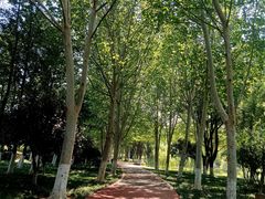 -合肥滨湖国家森林公园