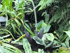 -东莞植物园