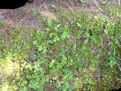 -帽儿山国家森林公园