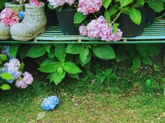 -上海共青森林公园