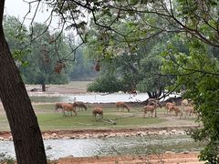 -北京麋鹿生态实验中心