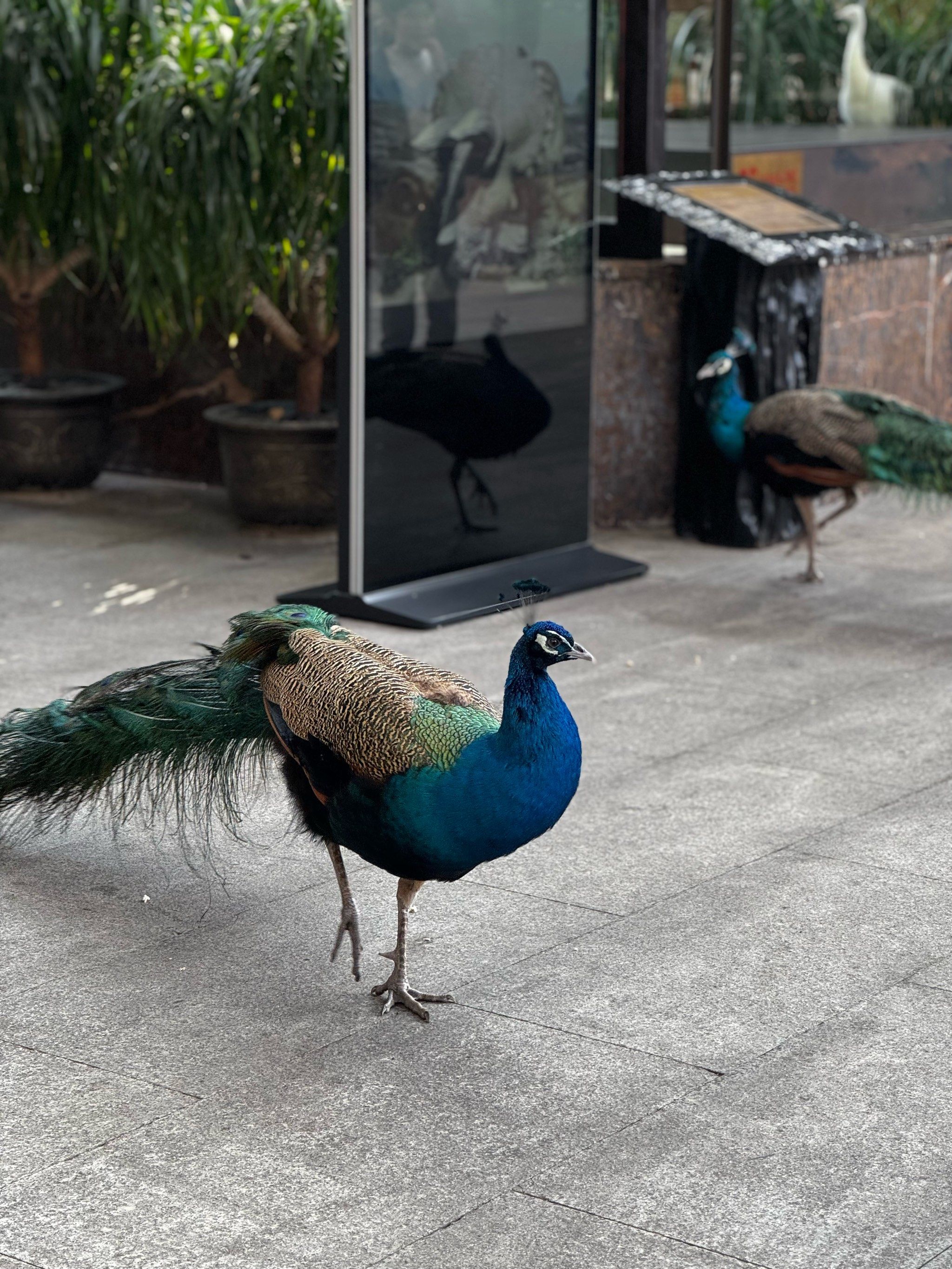 孔雀点都不怕生