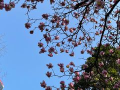 -重庆市江北嘴中央商务区中央公园