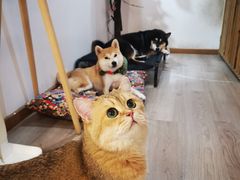 -柴迷FANS CLUB·柴犬狗咖·猫咖