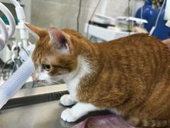 -动物缘宠物医院·骨科·猫科(西二环店)