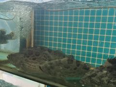 -南庄酒家·海鲜粤菜·25年老字号(环城南路店)