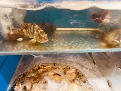 水产区-福建美食城(老君堂店)