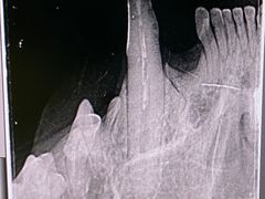 -柏萃动物医院·骨科·牙科