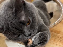 -有喵·猫咖·狗咖·30几只猫10只小狗(岗厦店)
